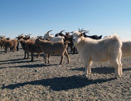 Goats in Gobi - Geder i Gobii