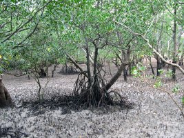 Darwin: Mangrove Boardwalk