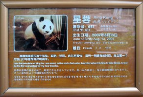 Chengdu: Panda Centre