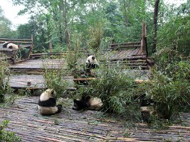 Giant Panda Breeding Research Centre