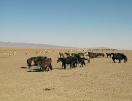 Horses in Gobi - Heste i Gobi