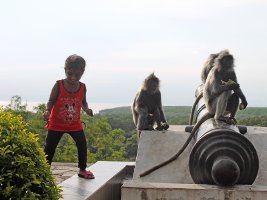 Kuala Selengor: Silver Leaf Monkey - Sølvlangur