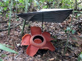 Rafflesia rain cover - Rafflesia regndække