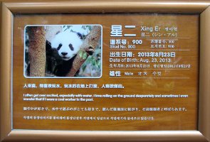 Chengdu: Panda Centre