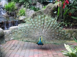 Blue peacock - Påfugl