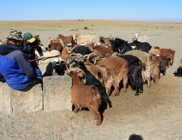 Goats in Gobi - Geder i Gobii