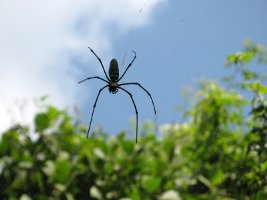 Spider - Edderkop