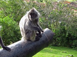 Kuala Selengor: Silver Leaf Monkey - Sølvlangu