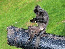 Kuala Selengor: Silver Leaf Monkey - Sølvlangu