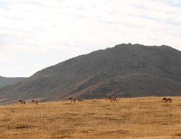 Hustai National Park