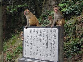 Monkey Garden - Abekattestreger