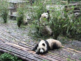 Giant Panda Breeding Research Centre