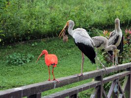 Yellow-billed stork and Scarlet ibis - Afrikansk skovstork og rød ibis