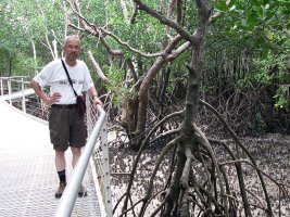 Darwin: Mangrove Boardwalk