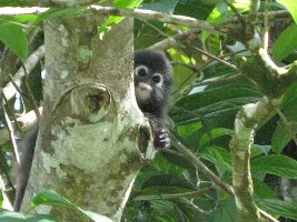 Dusky Leaf Monkey - Brillelangur