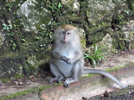 Long-tailed Macaque - Langhalet Makak