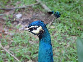 Blue peacock - Påfugl