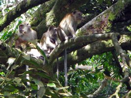 Long Tailed Macaque - Langhalet Makak