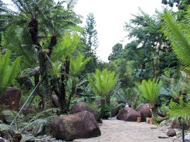Singapore Botanic Gardens: Evolution Garden