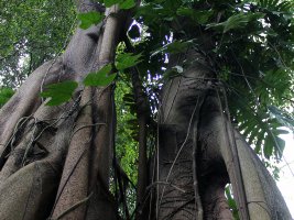 Singapore Botanic Gardens: Rainforest Walk