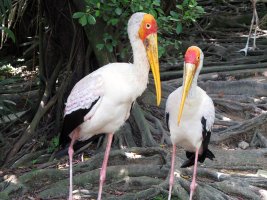 Yellow-billed stork - Afrikansk skovstork