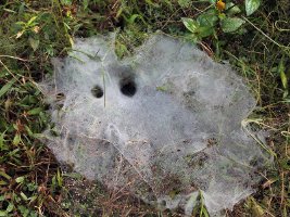 Laos Trekking: Spider web - Edderkoppespin